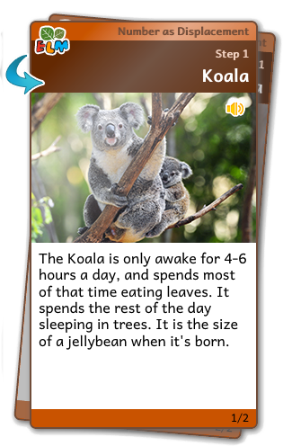 Koala animal card